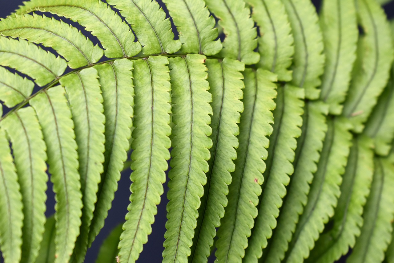 fern green plant free photo