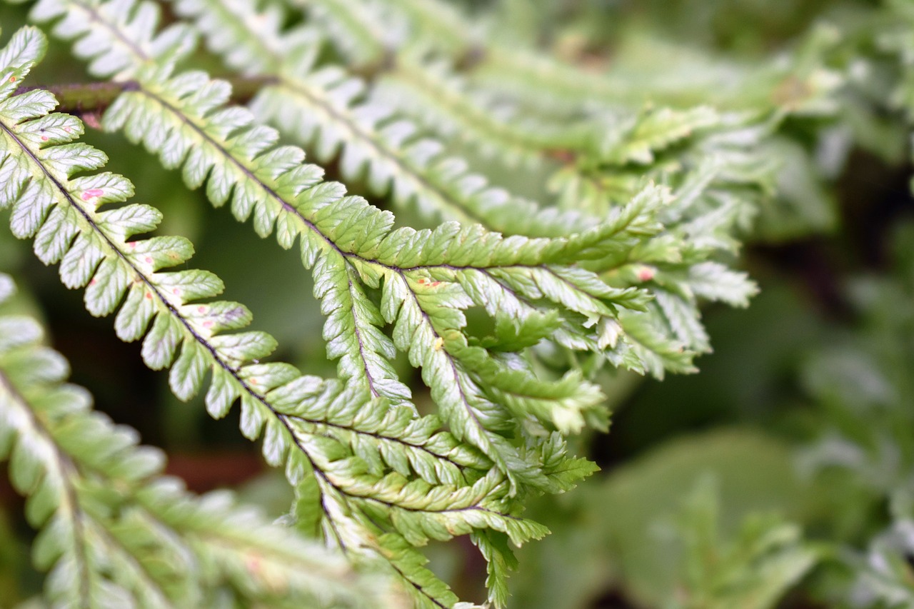 fern plant green free photo