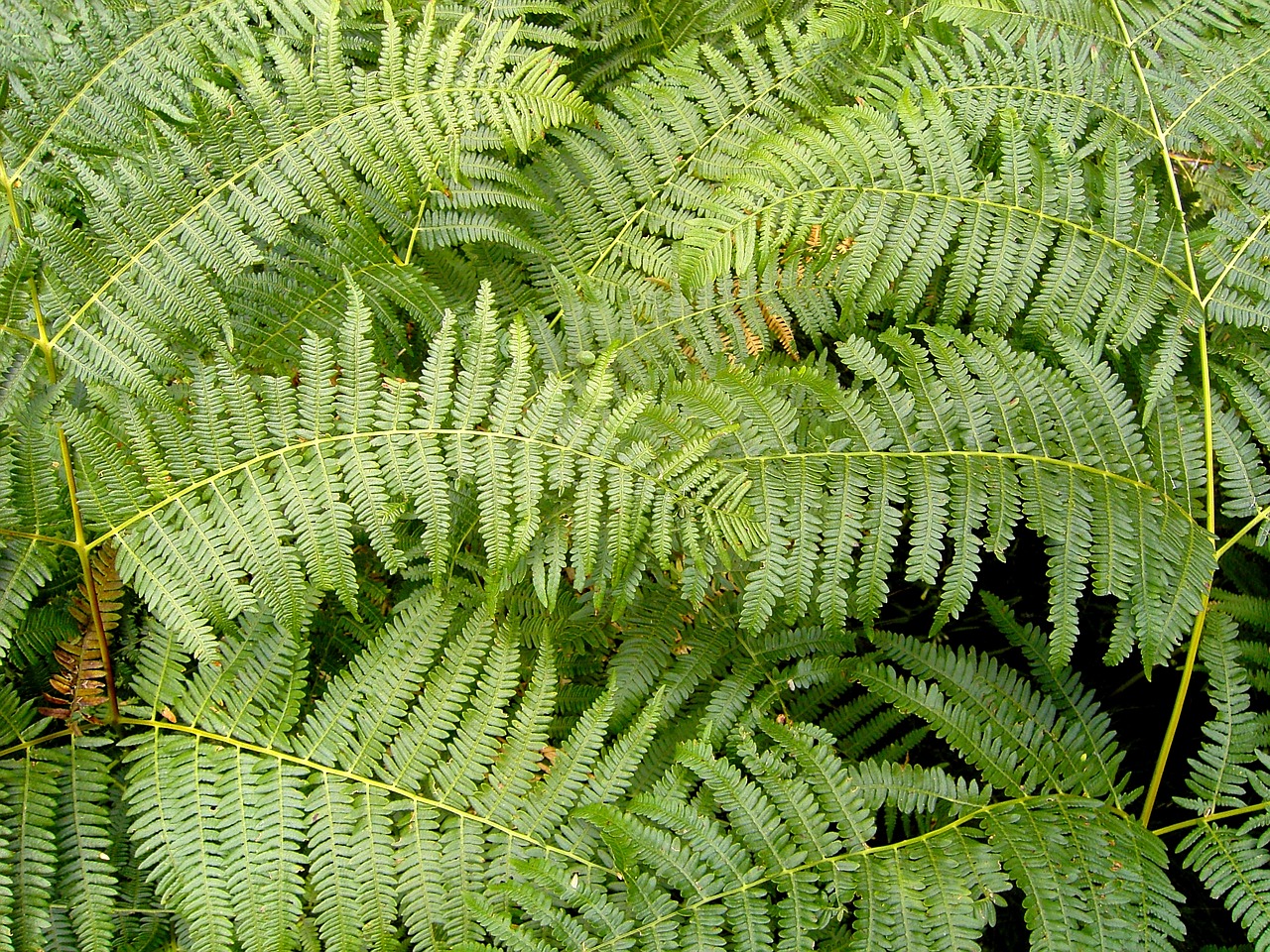 fern green floral free photo