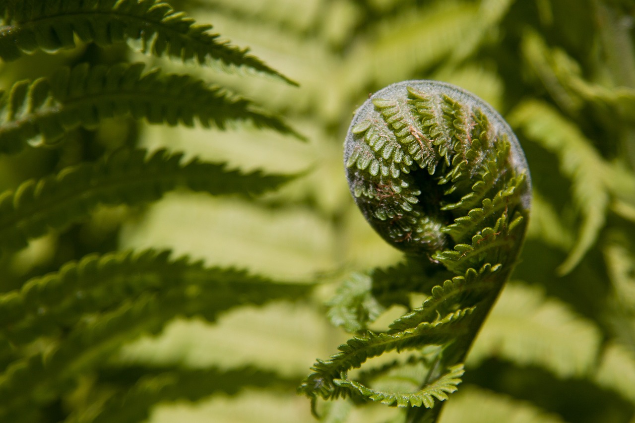 fern fiddlehead green free photo