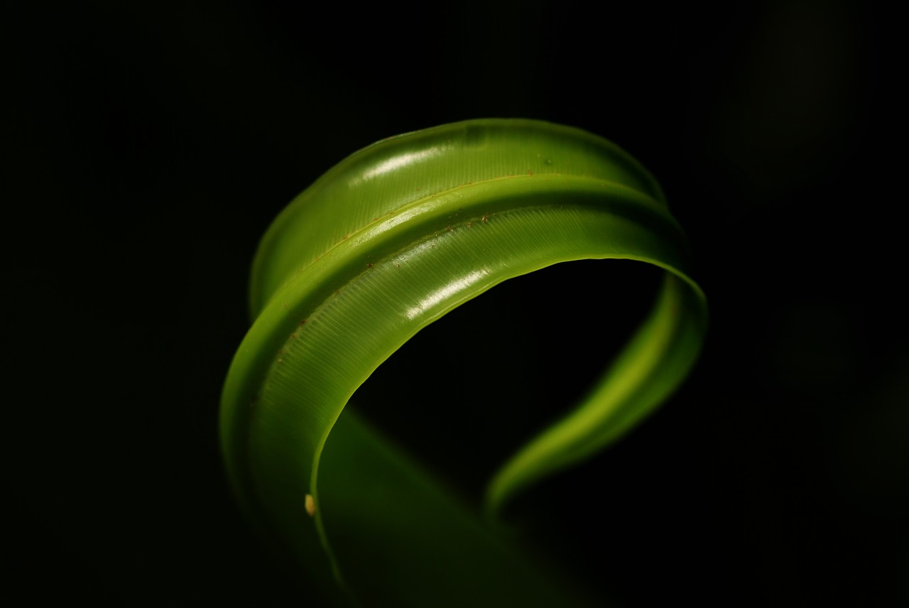 fern tree nature free photo