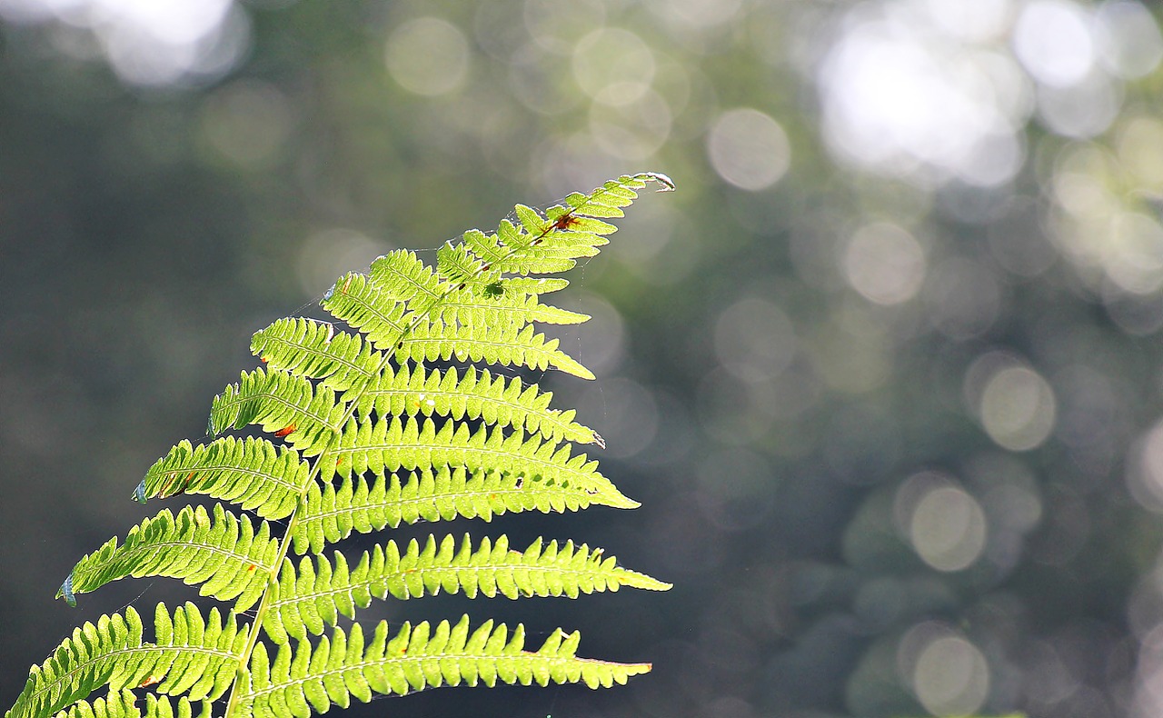 fern forest nature free photo