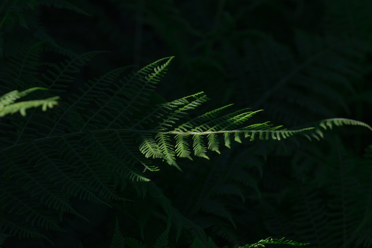 fern green leaf fern free photo