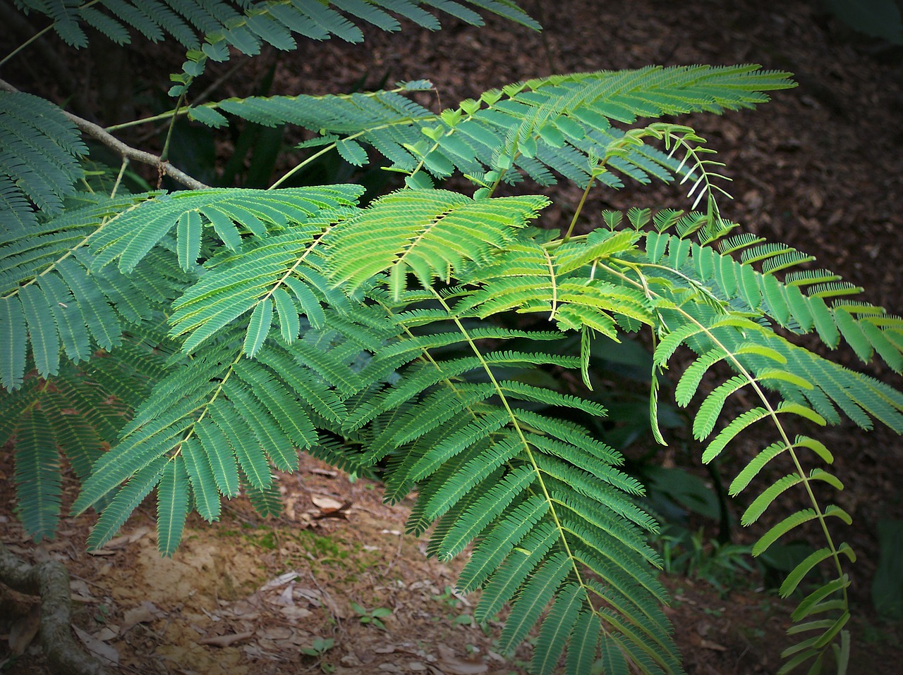 fern plant green free photo