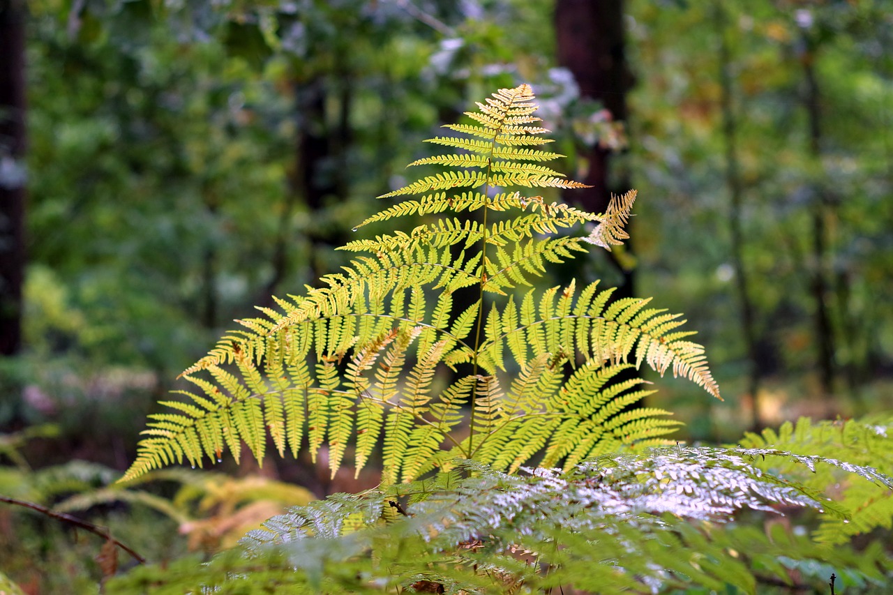 fern autumn pożółkła free photo