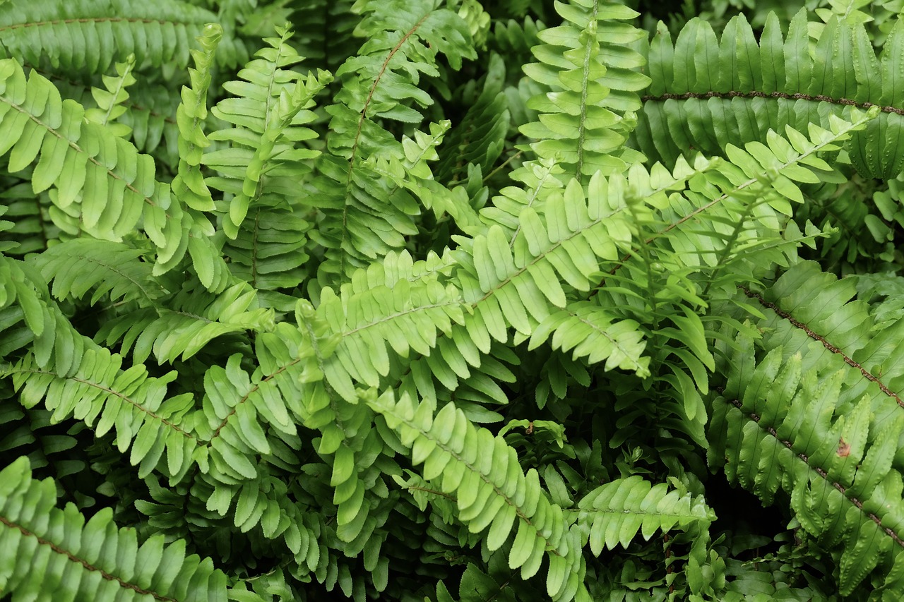 fern green sun free photo