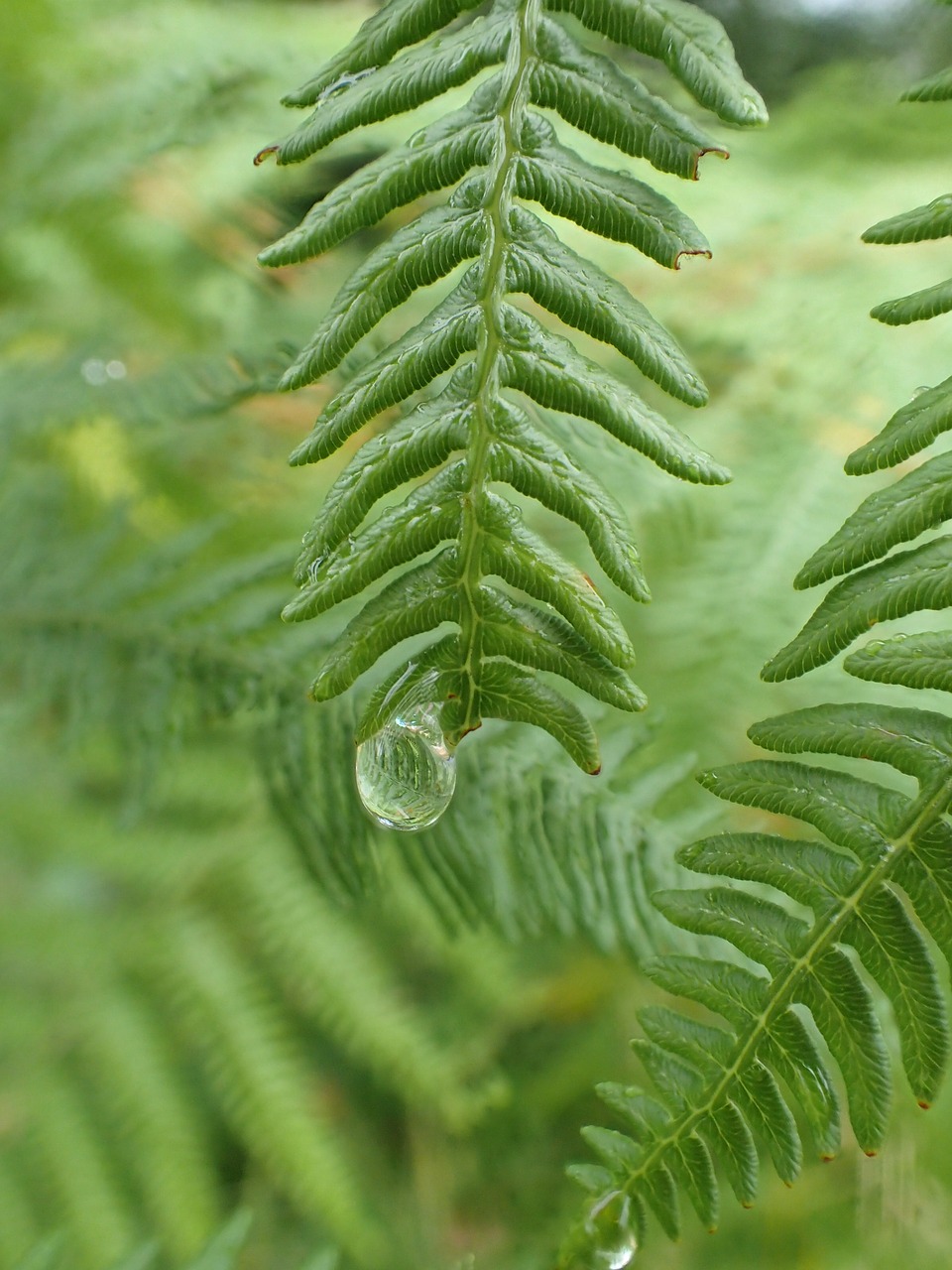 fern fan nature free photo