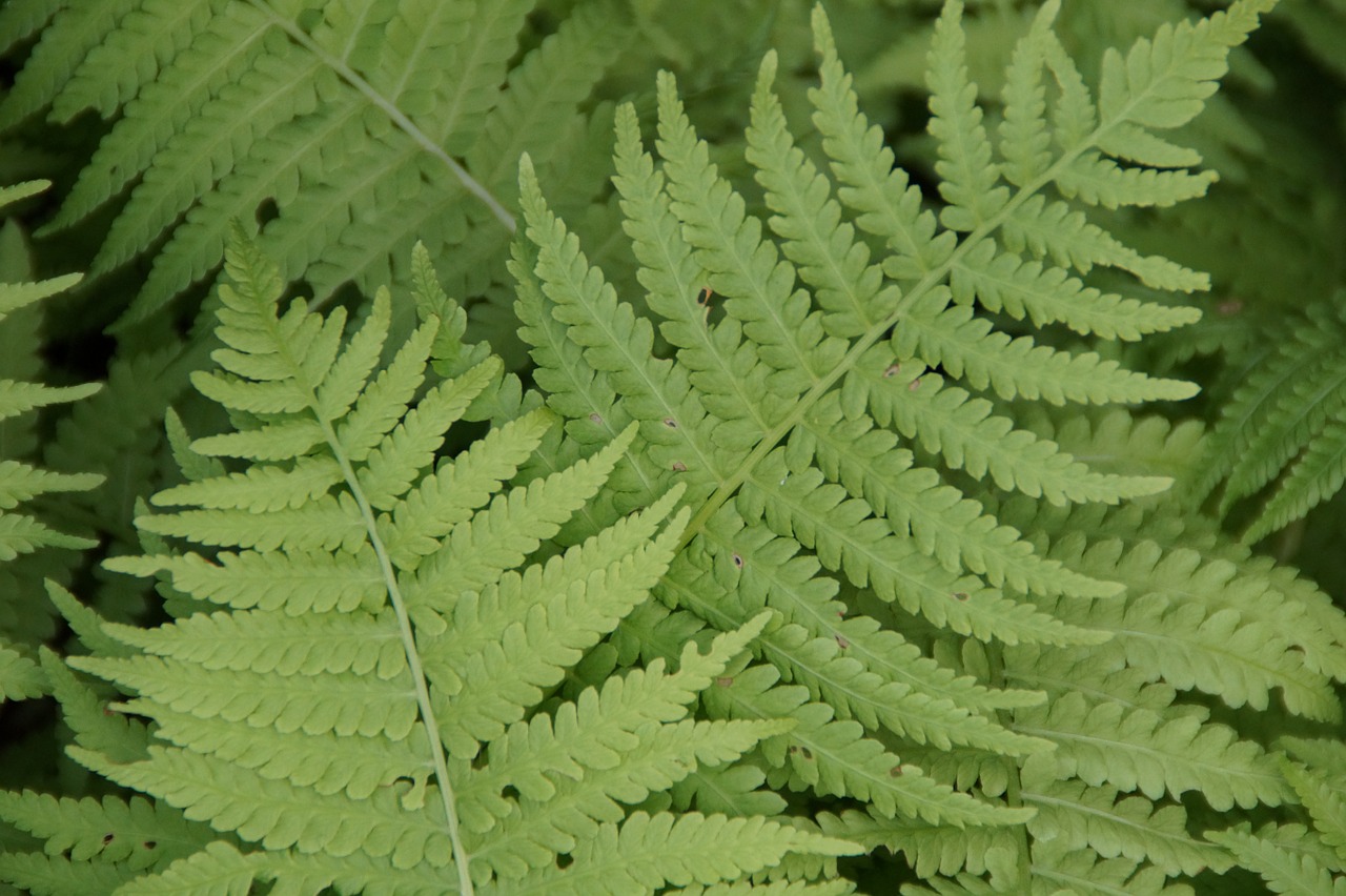 fern ferns leaves free photo