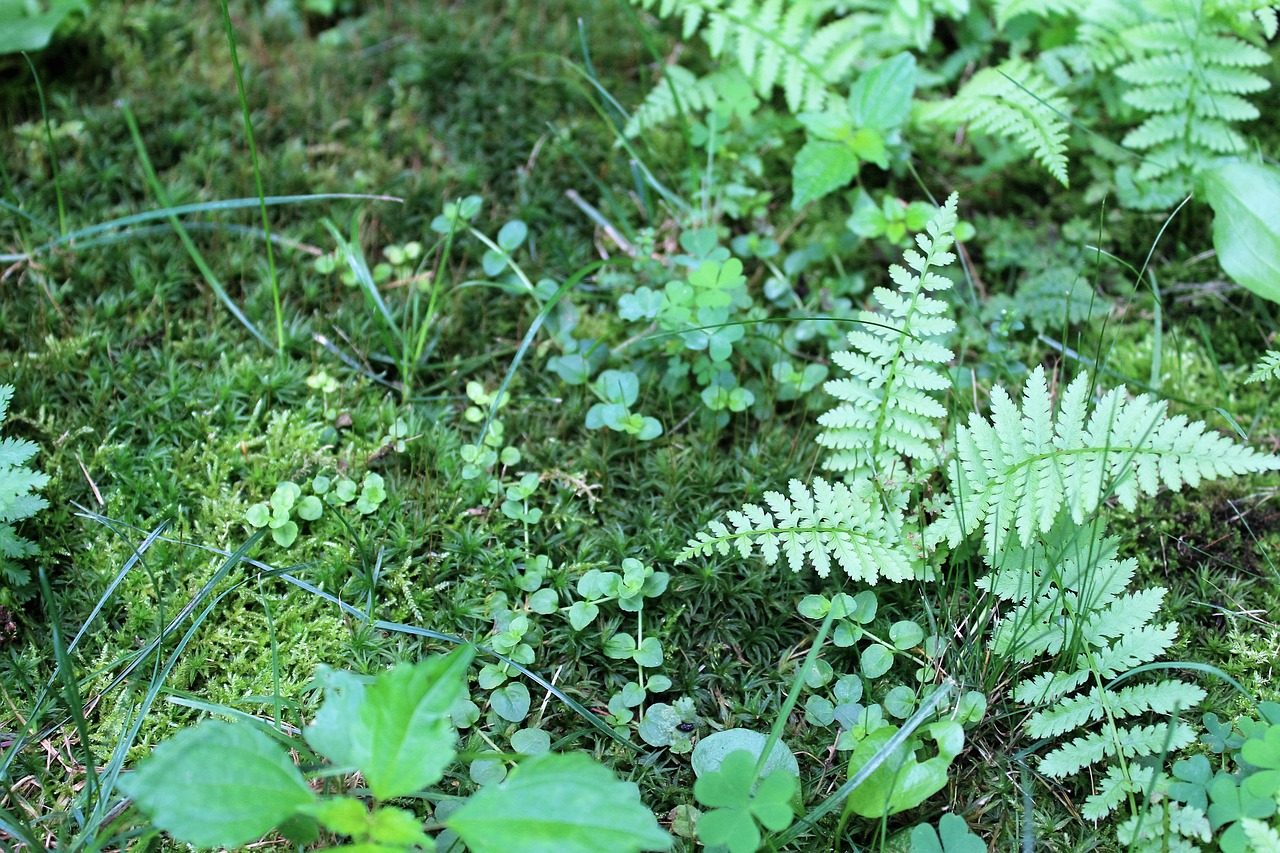 fern garden green free photo