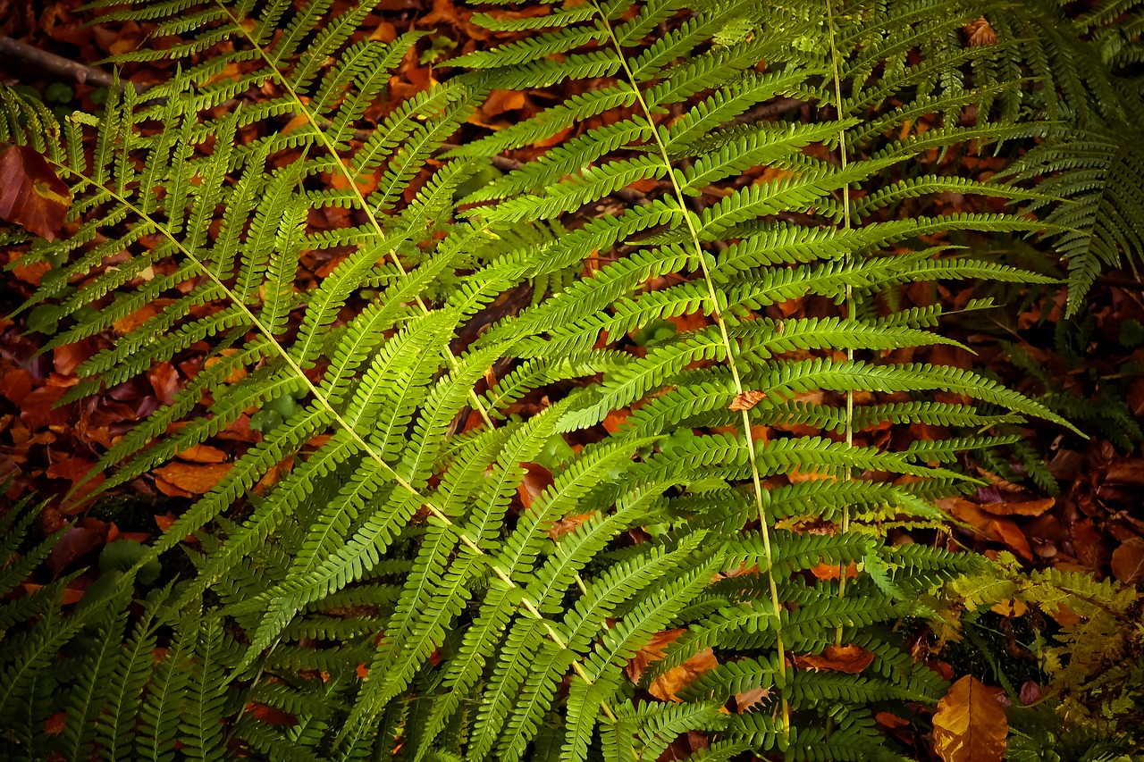 fern plant green free photo