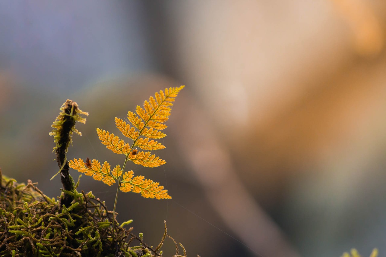 fern rainforest dry free photo