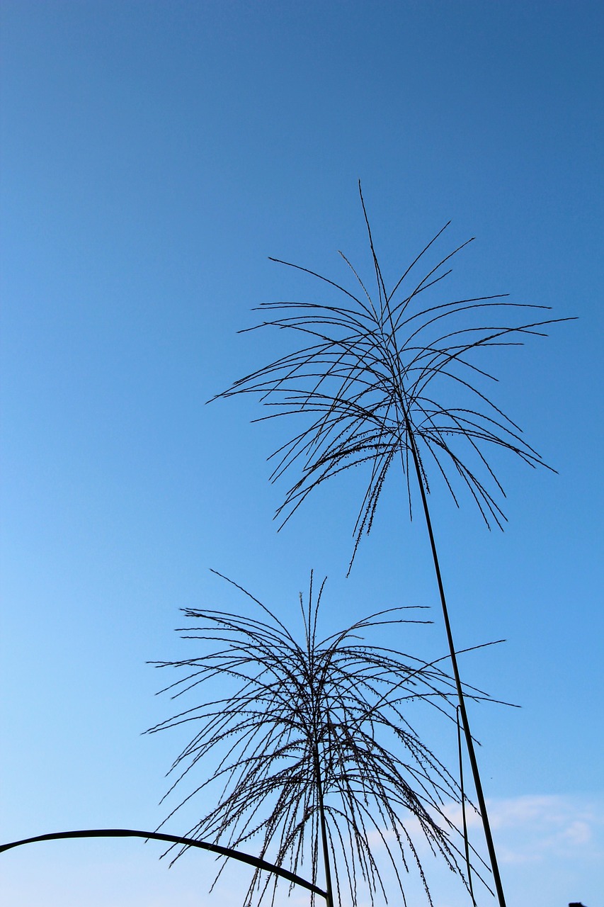 fern plant sky free photo