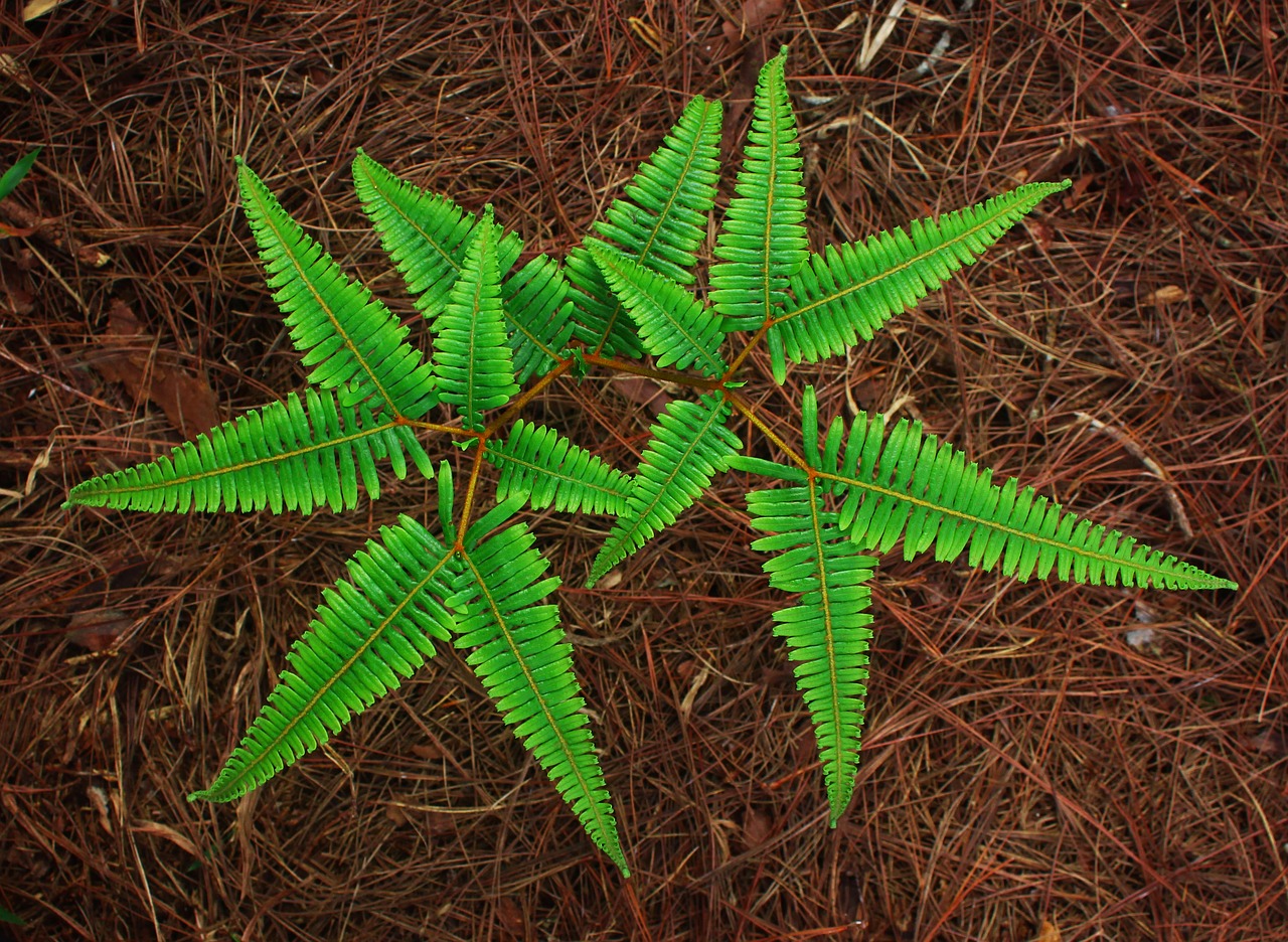 fern top fern pine needle free photo