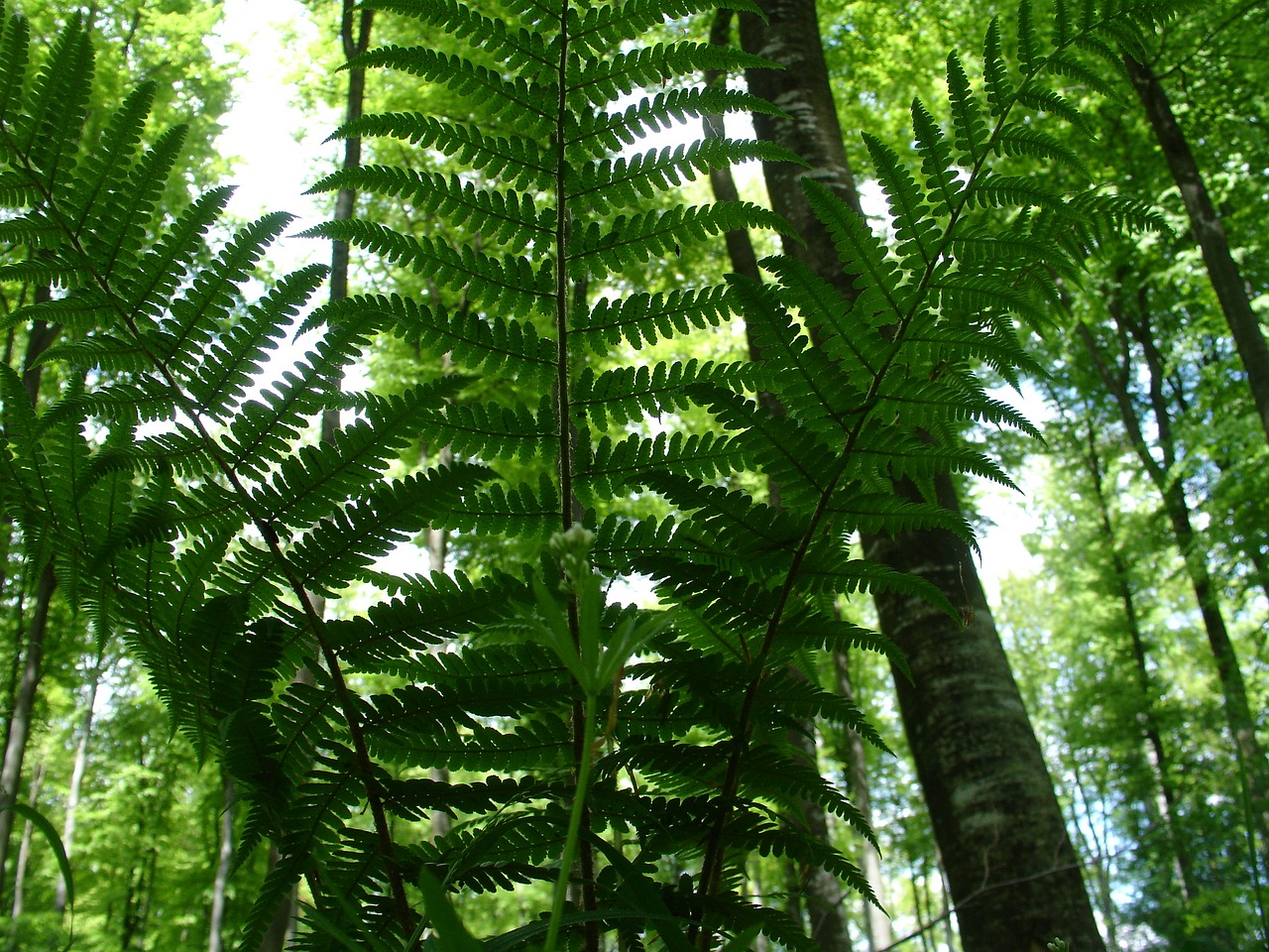 fern forest forest plant free photo