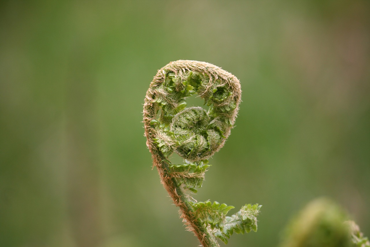 fern nature branch free photo