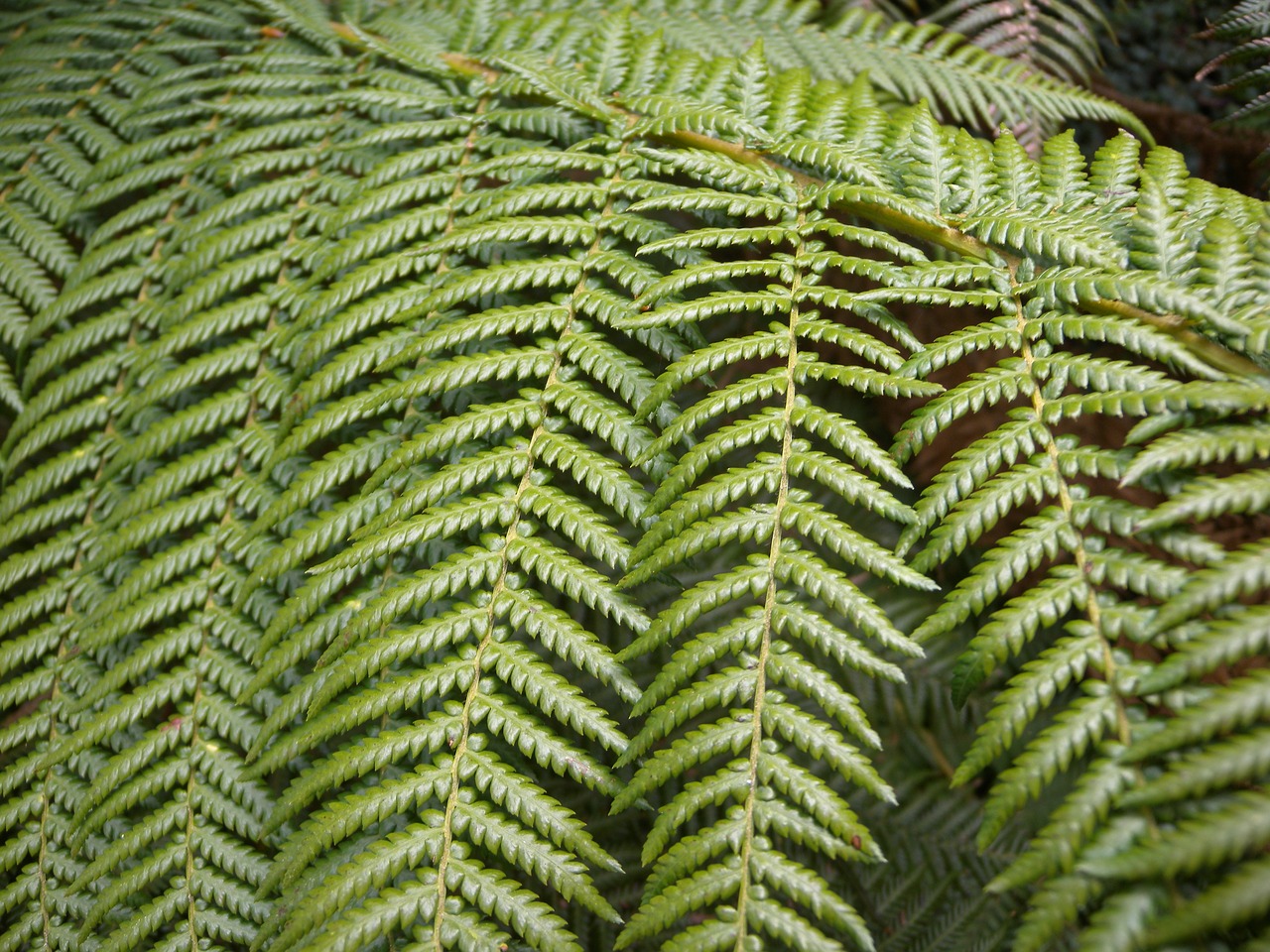 fern nature plant free photo