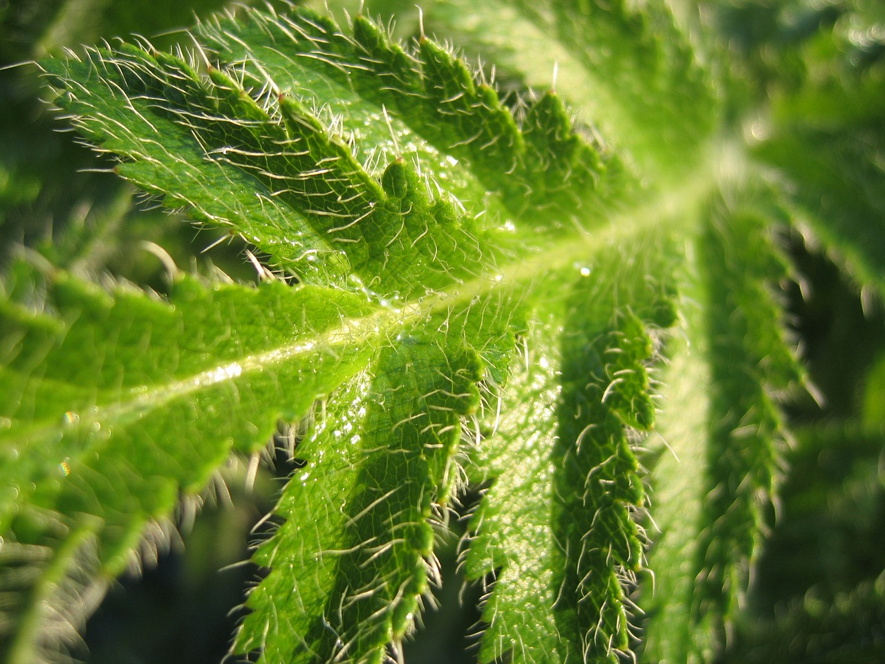 fern macro leaf free photo