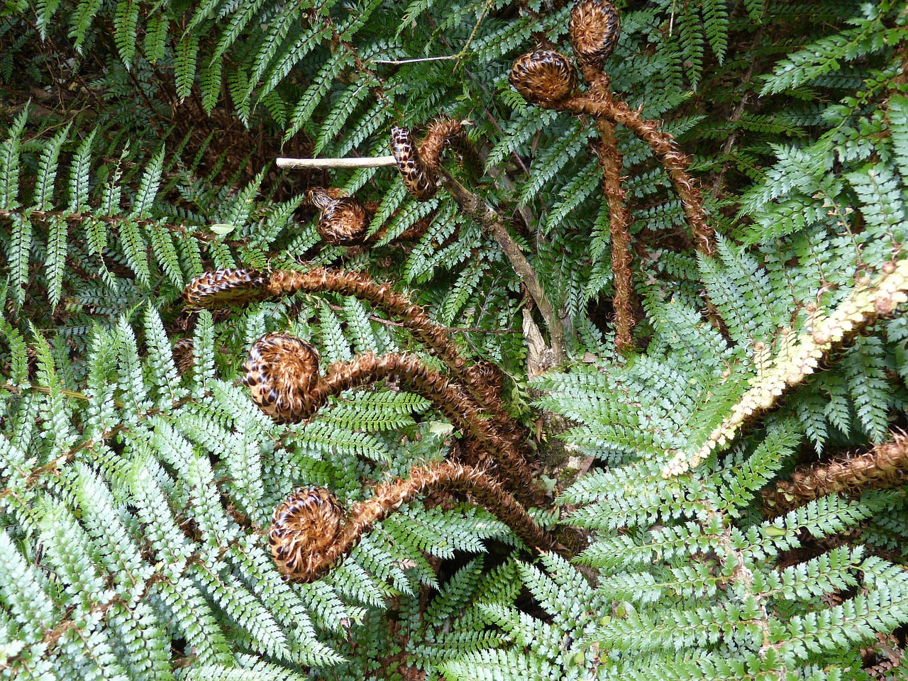 fern green plant free photo