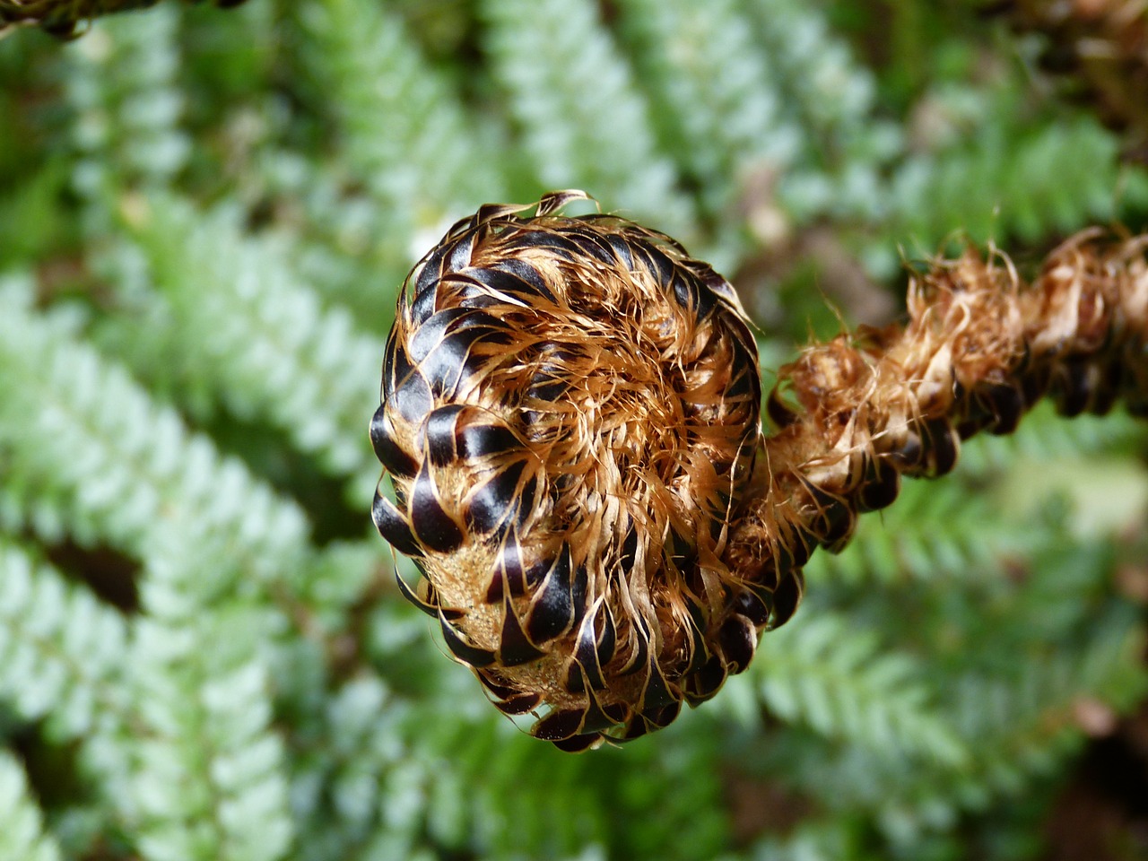 fern green plant free photo