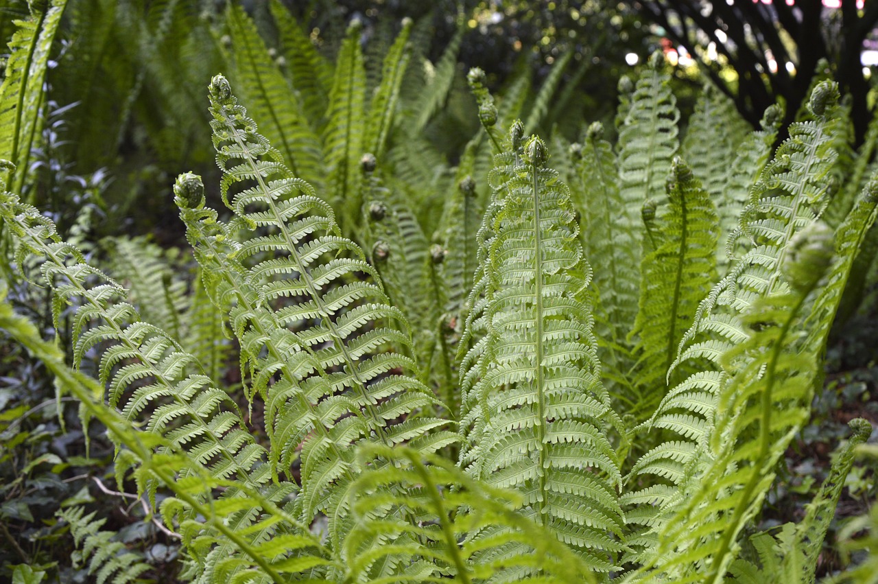 fern plant green free photo