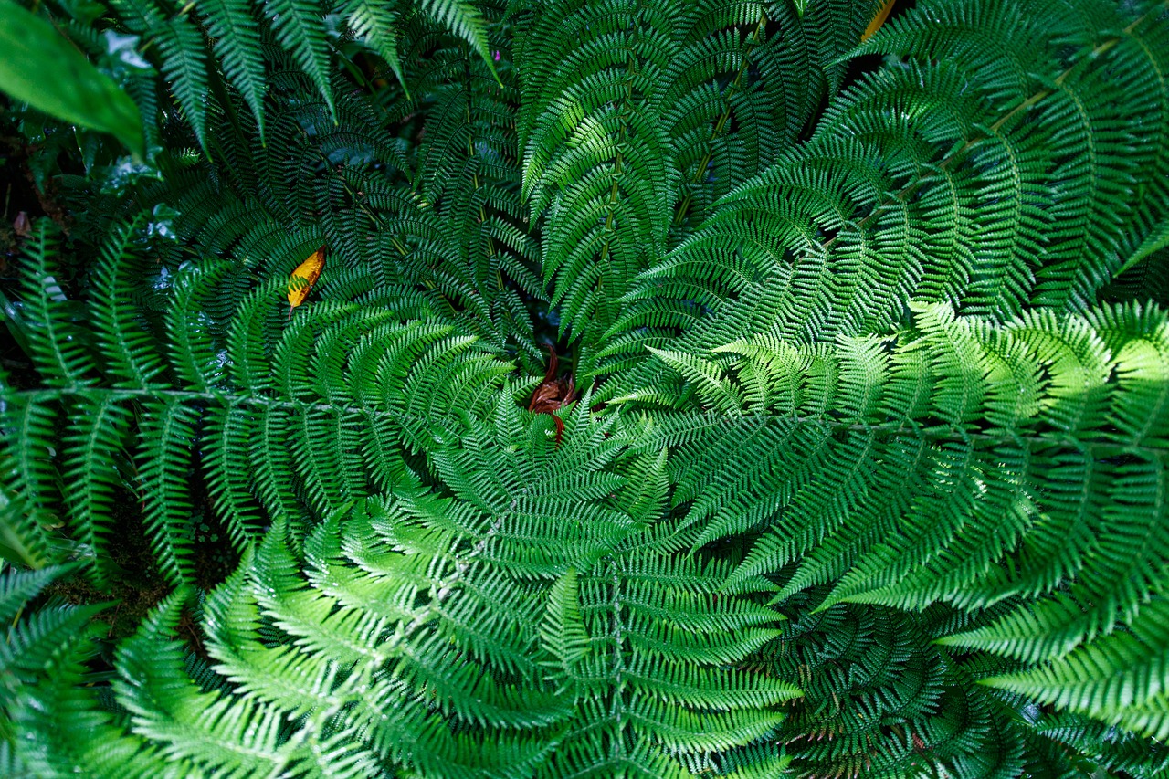 fern leaves green free photo