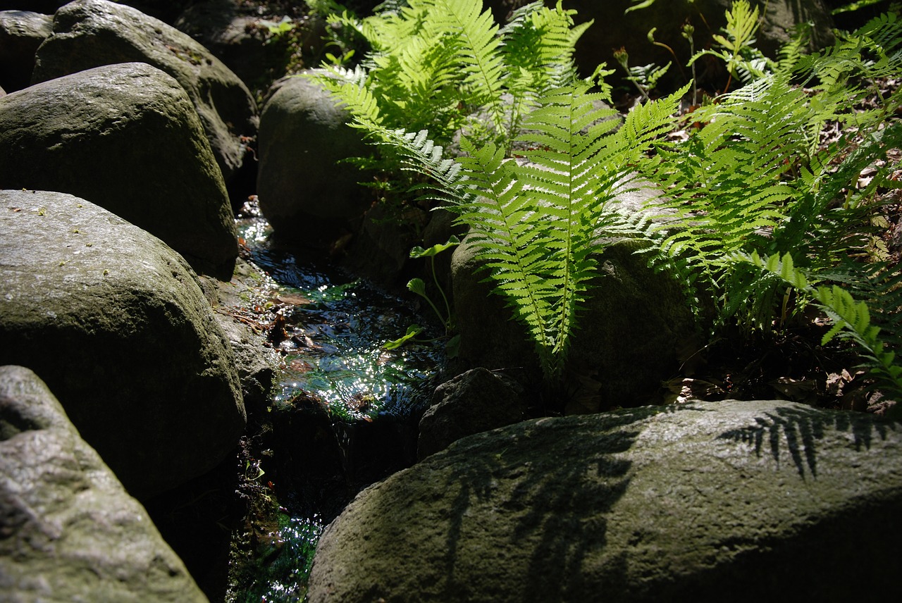 fern stream the stones free photo