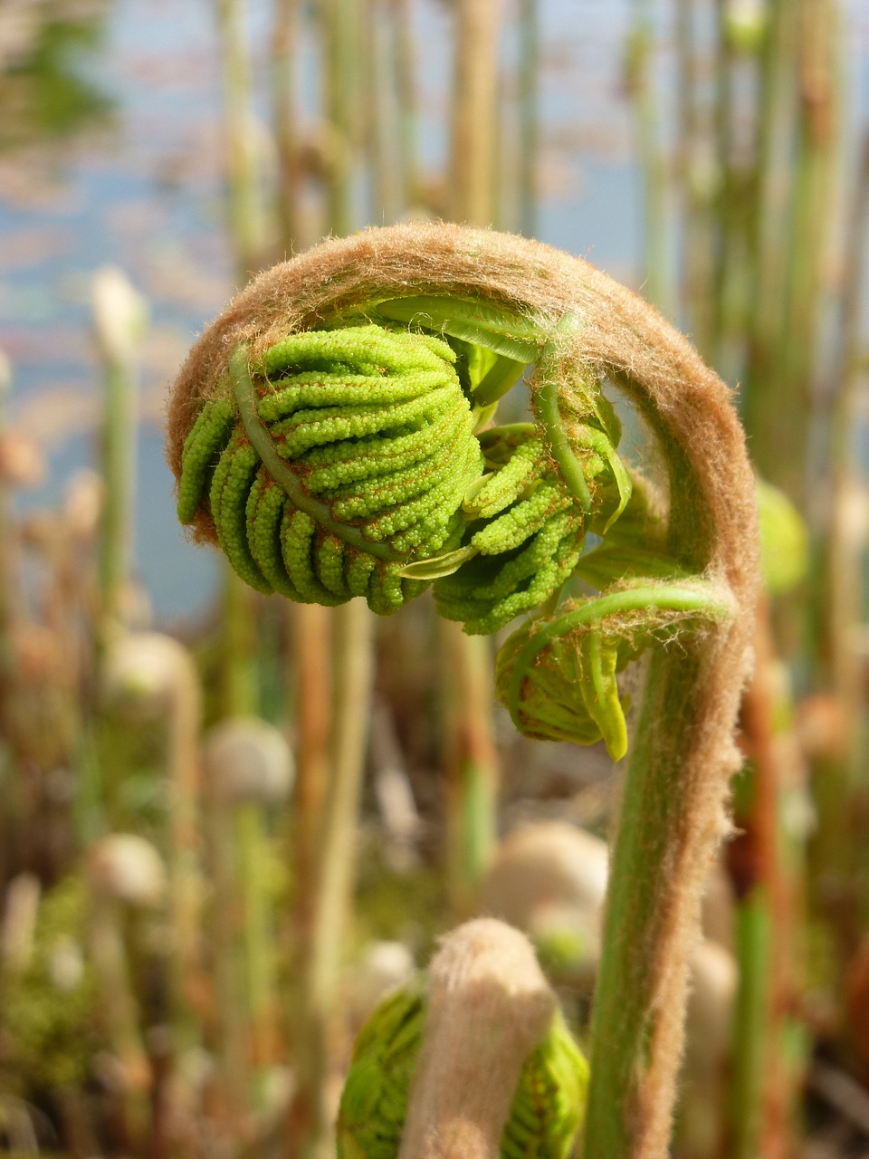 fern spring growth free photo