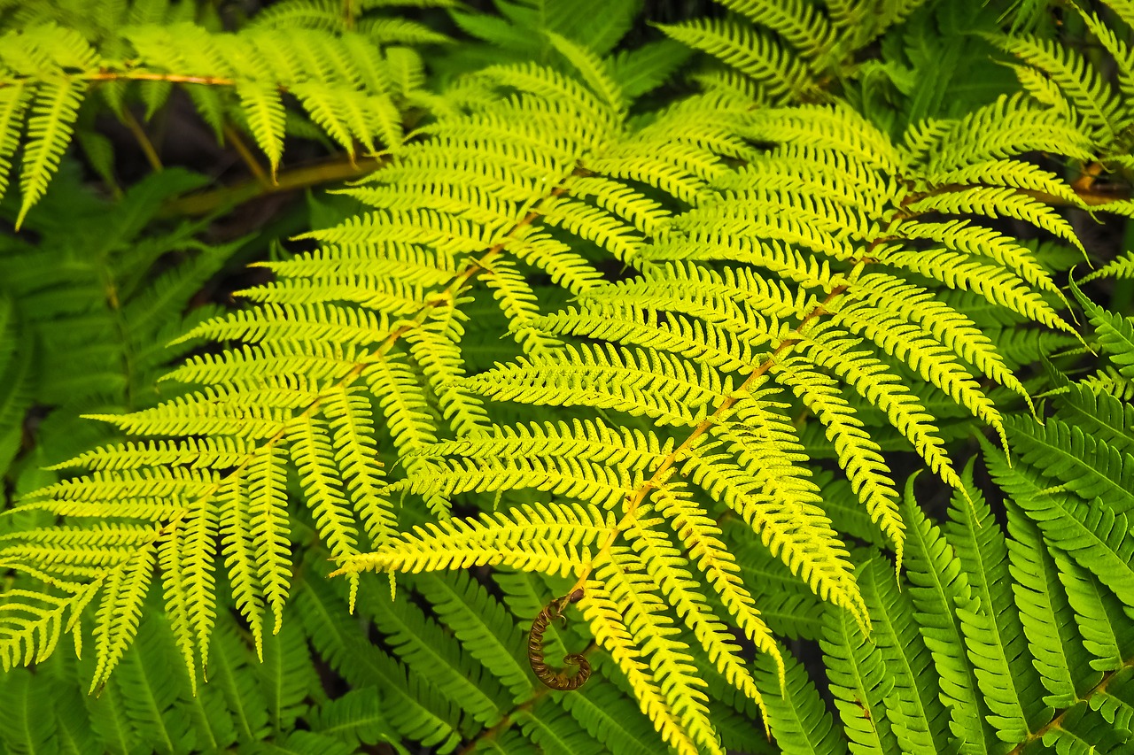 fern plant forest plant free photo