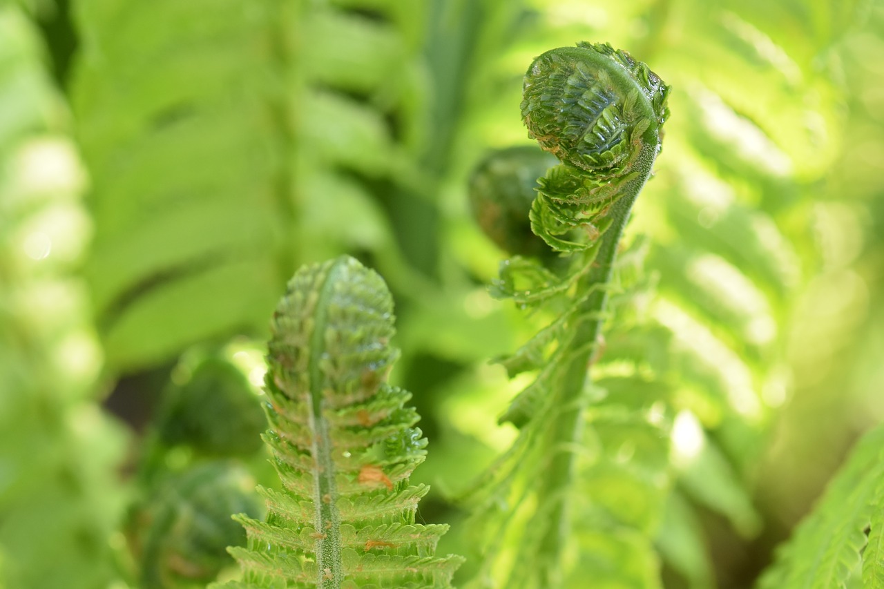 fern plant green free photo