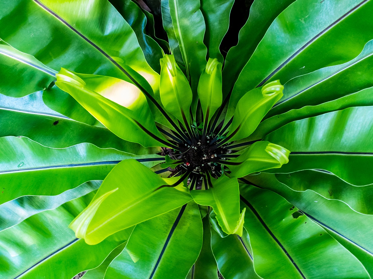 fern leaf fern green free photo