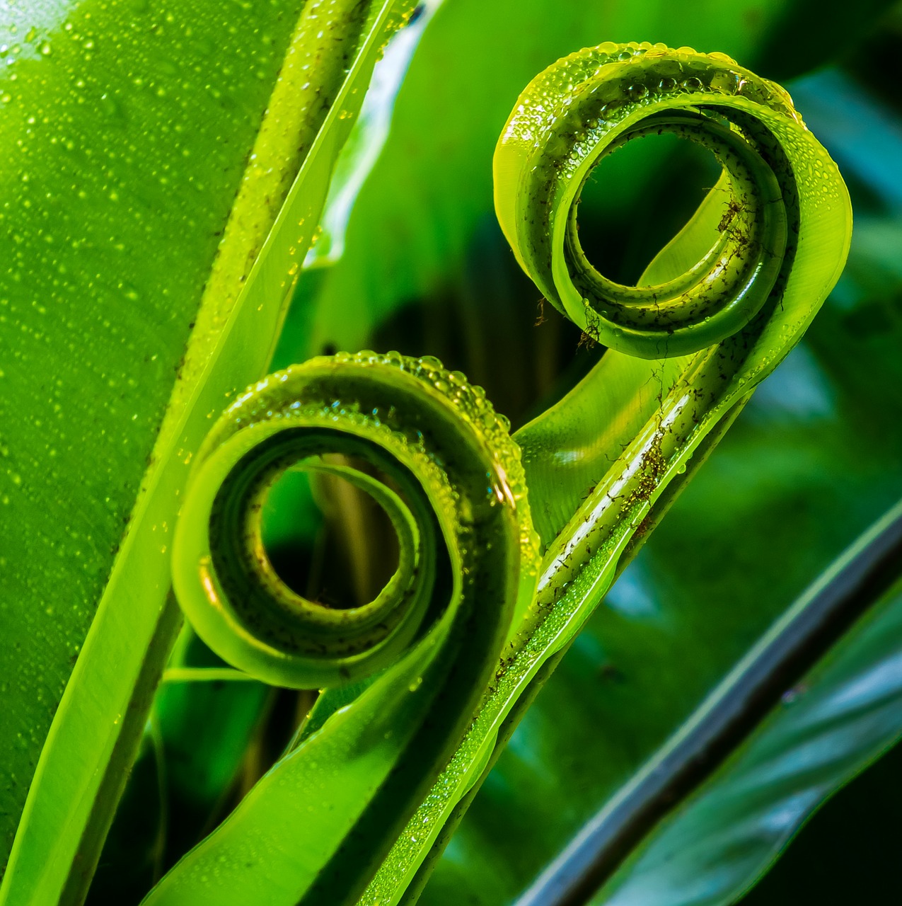 fern leaf fern green free photo