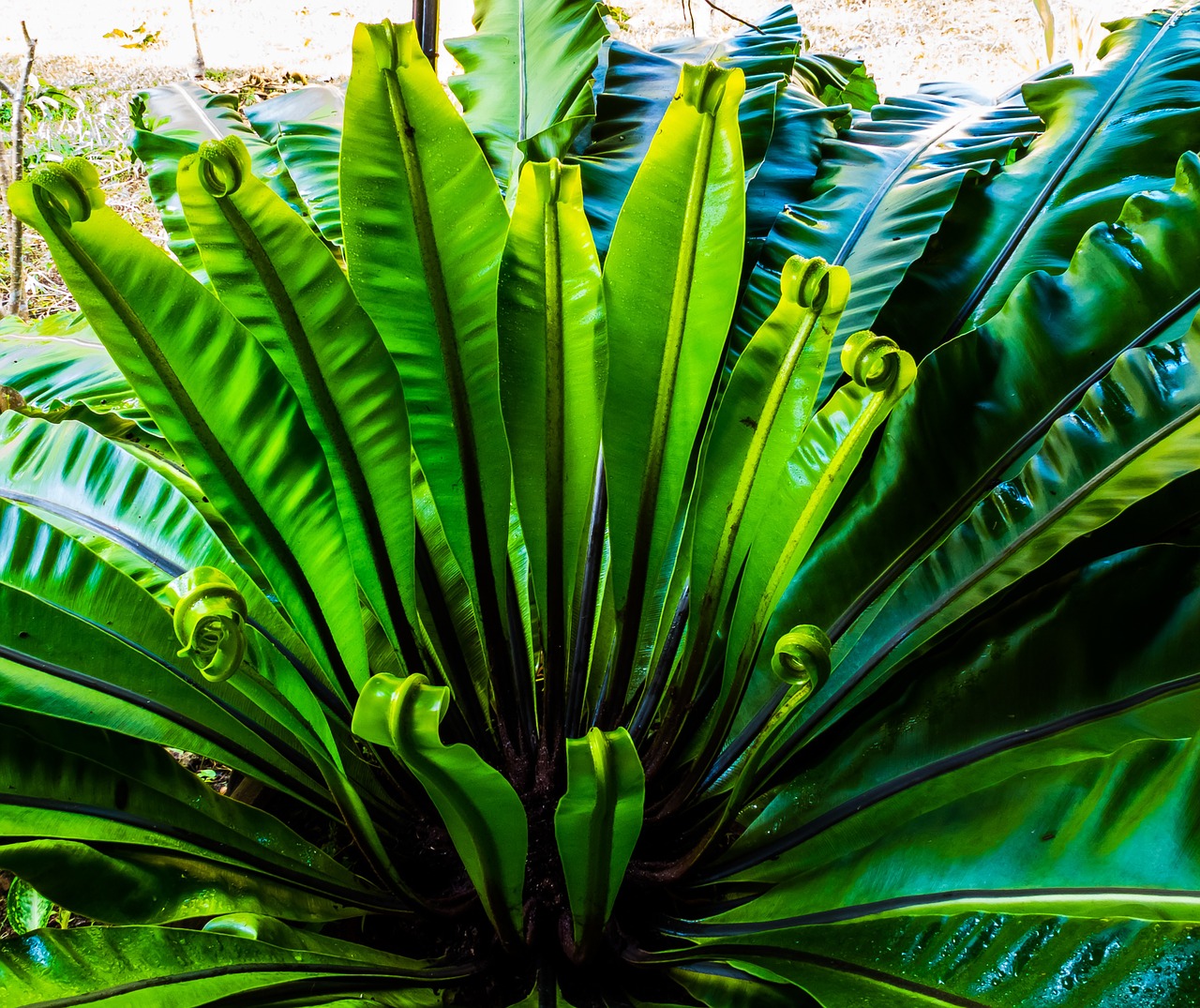 fern leaf fern green free photo