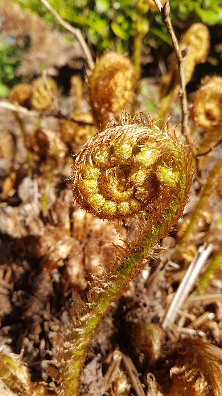 fern spring earth free photo