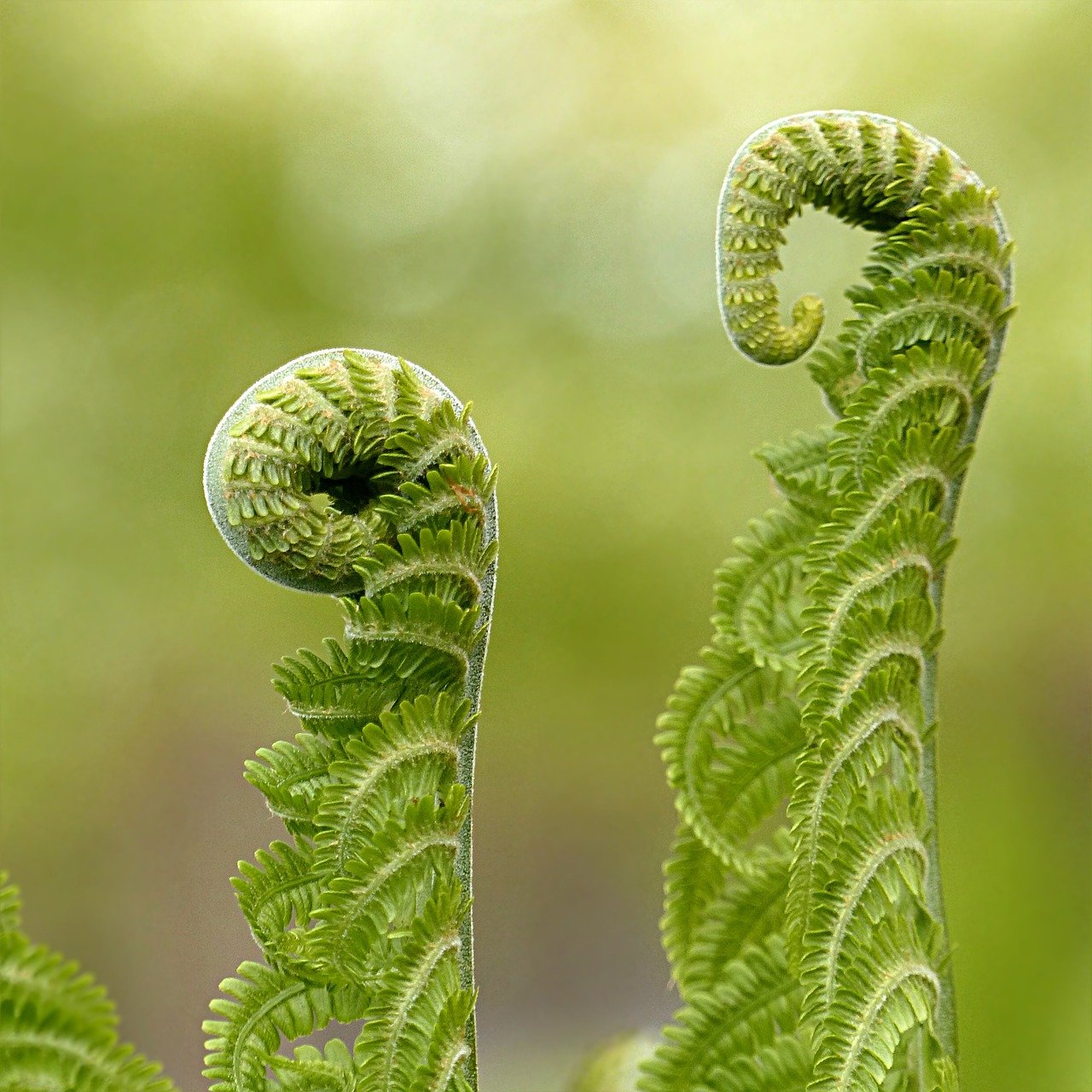 fern polypodium plant free photo