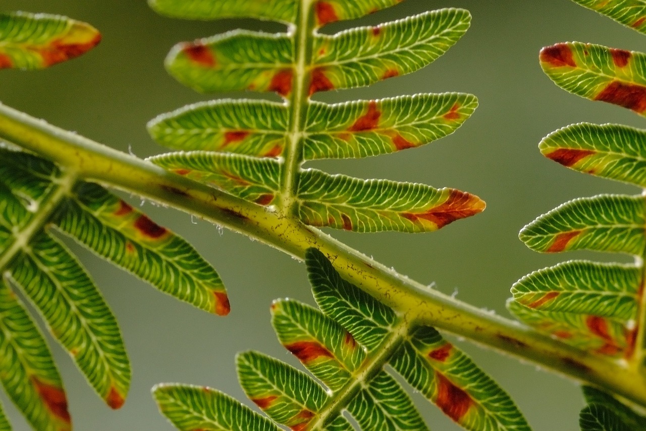 fern leaf leaves free photo