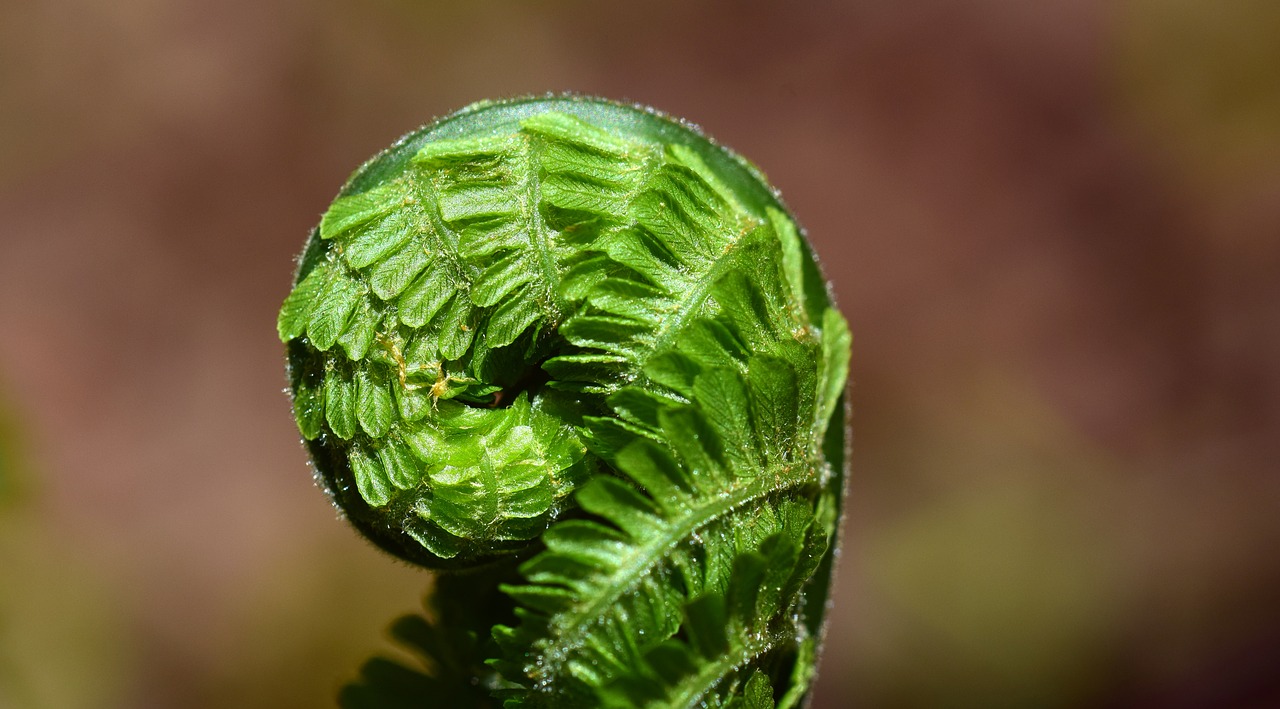 fern green plant free photo