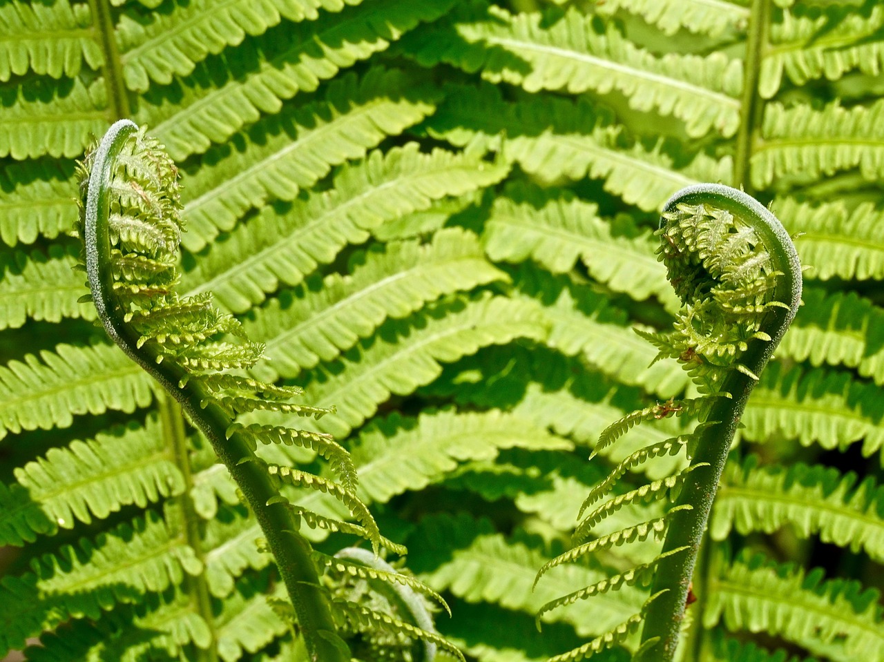fern green plant free photo