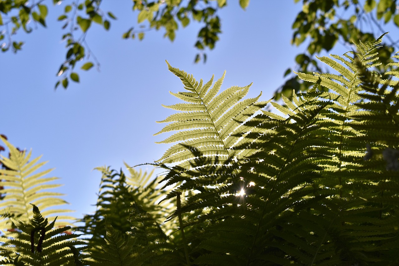 fern plant birch free photo