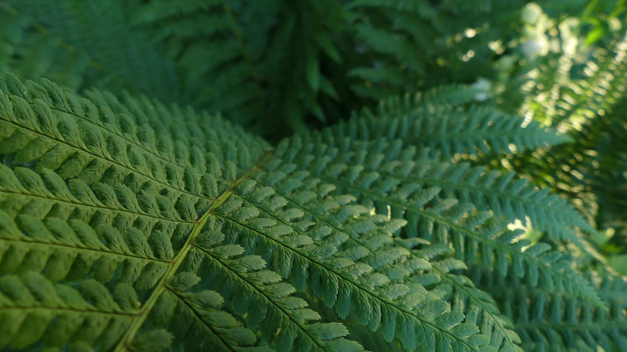 fern plant nature free photo