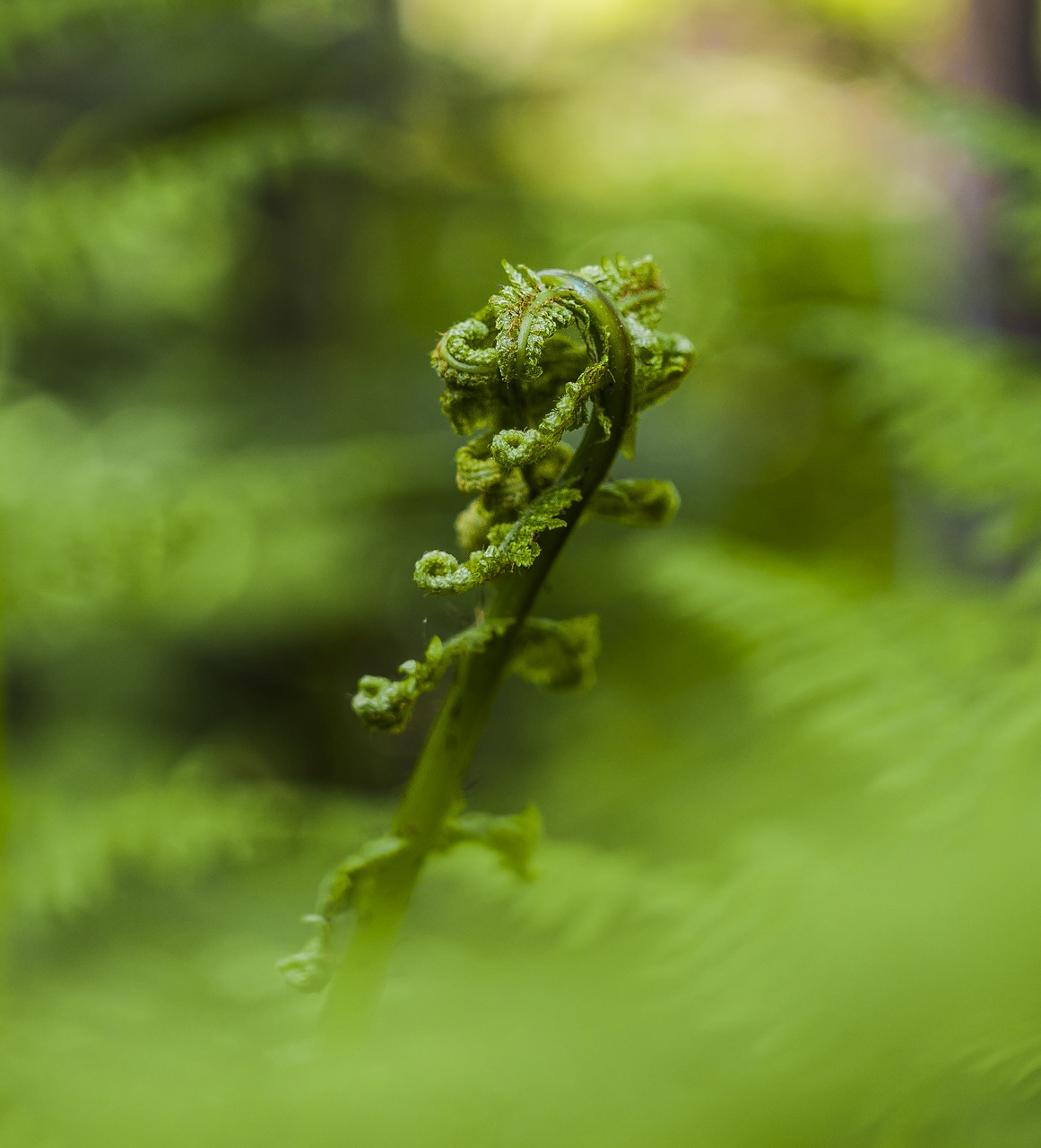 fern sprouts young free photo