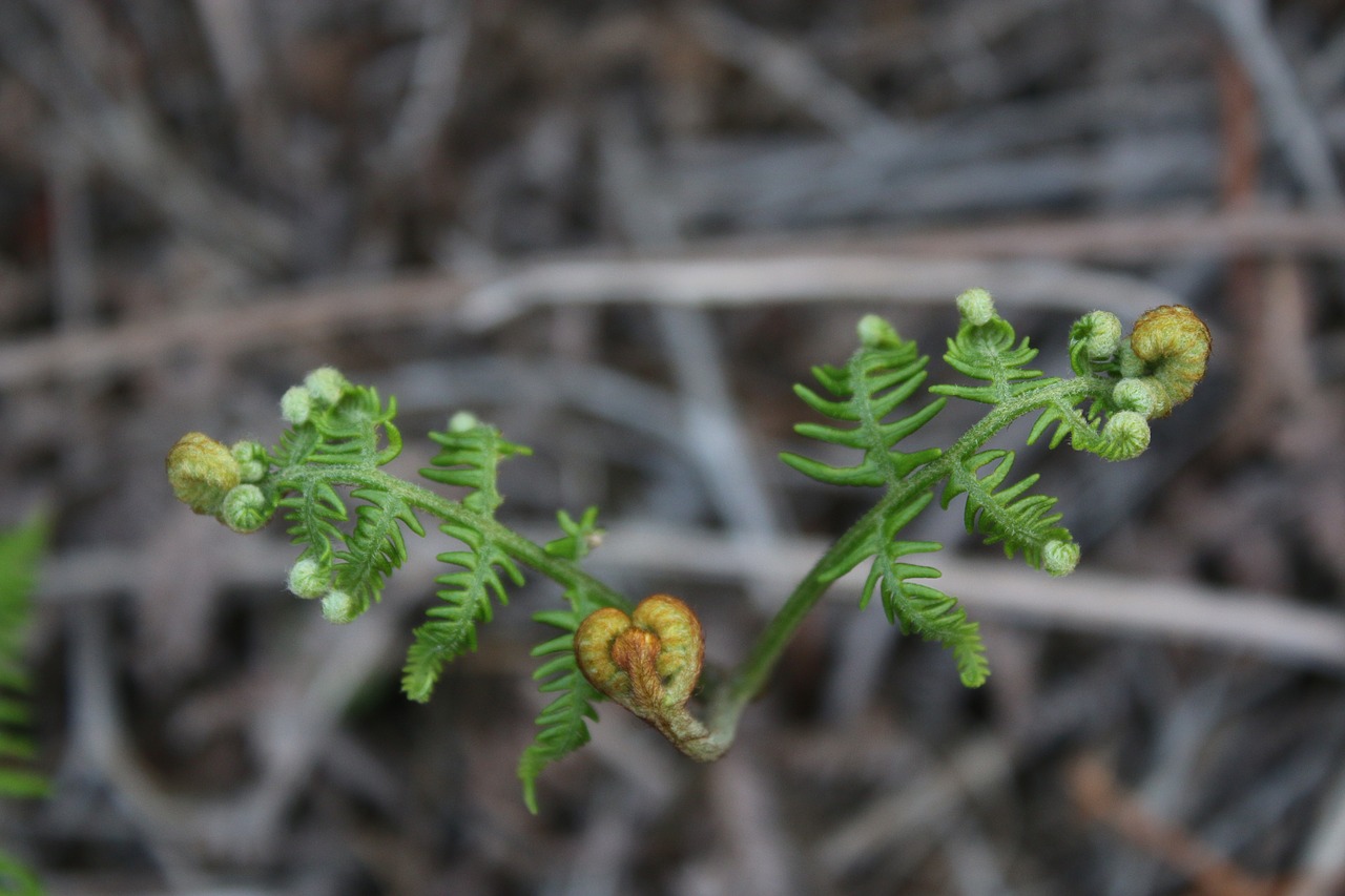 fern green tree free photo