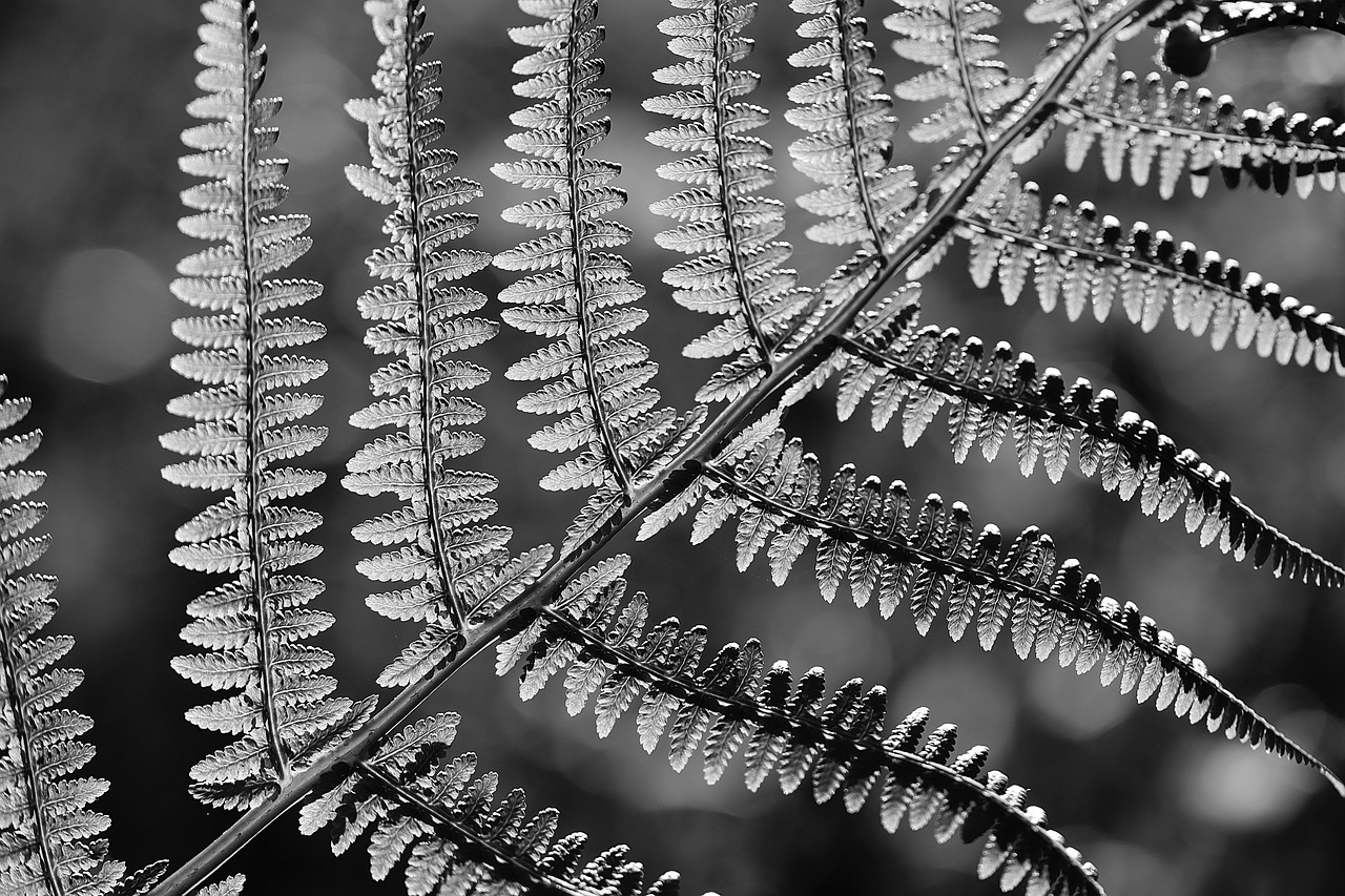 fern plant nature free photo