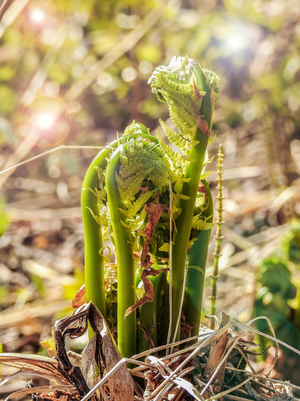 fern plant nature free photo