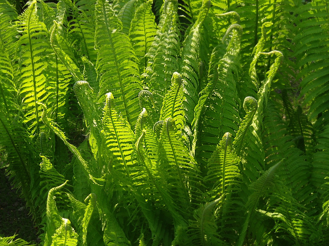 fern green nature free photo