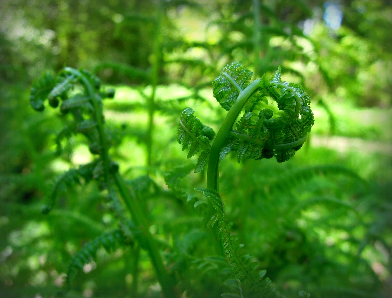 fern palm fern young leaves free photo