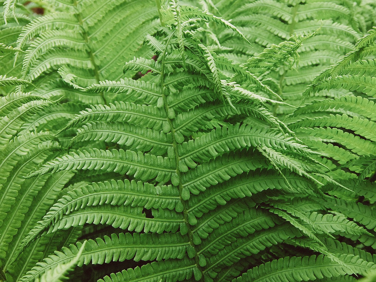 fern greens background free photo