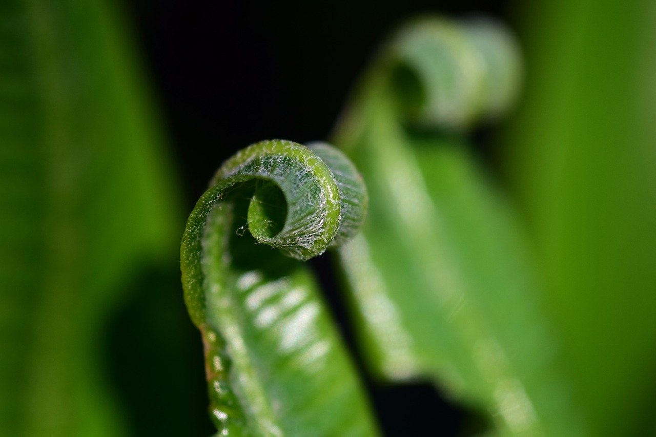 fern green plant free photo