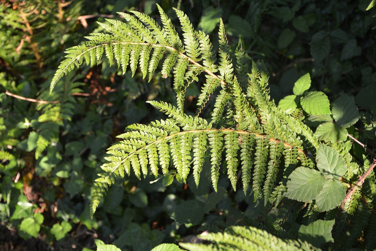 fern nature forest free photo