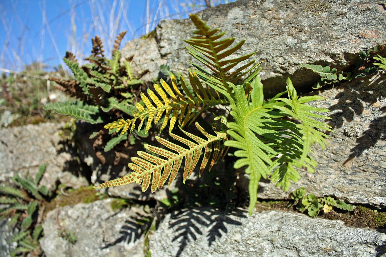 fern plant vegetation free photo