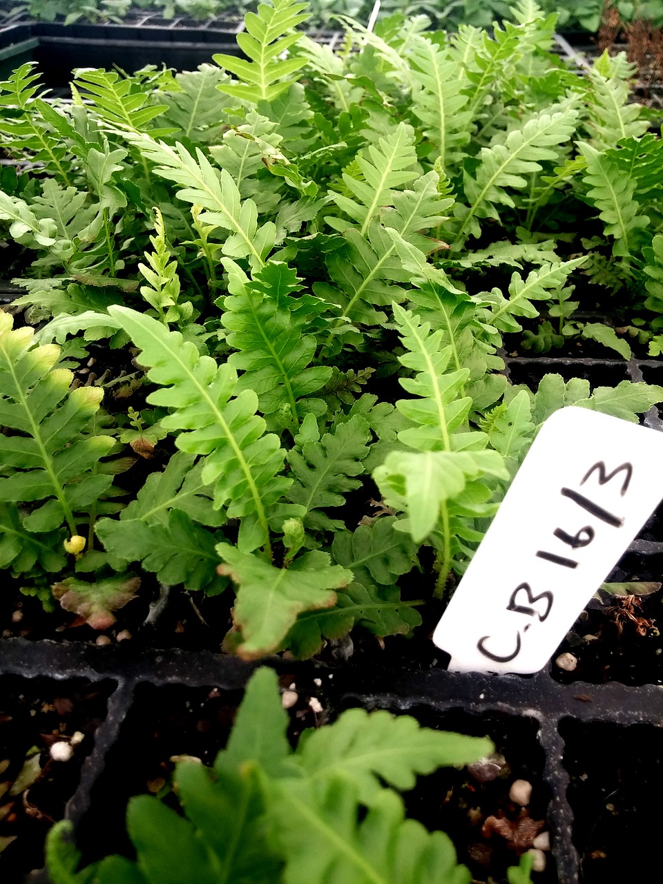 fern garden gardening free photo